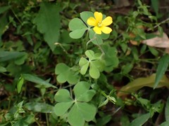 Oxalis chnoodes