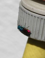 Chrysis terminata
