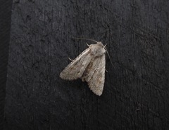 Ichneutica mutans