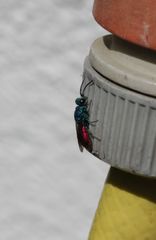 Chrysis terminata