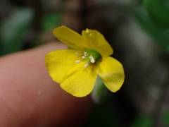Oxalis chnoodes