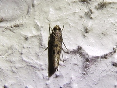 Cephitinea obscurostrigella