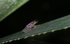 Guibemantis