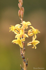 Bulbine filifolia