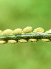 Paspalum tenellum