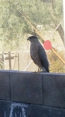 Accipiter cooperii