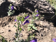 Scutellaria tuberosa