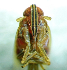 Stenocranus brunneus