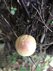 Pulveroboletus