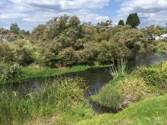 Kunzea tenuicaulis