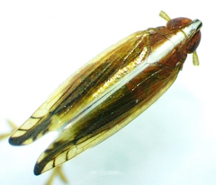 Stenocranus brunneus