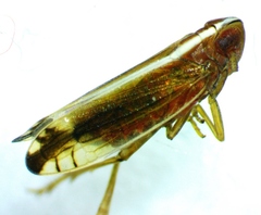 Stenocranus brunneus