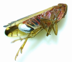 Stenocranus brunneus