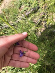 Neogaerrhinum strictum