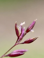 Agrostis bourgaei