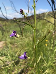 Neogaerrhinum strictum