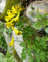 Corydalis cavei