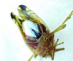 Stenocranus brunneus