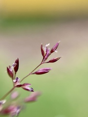 Agrostis bourgaei