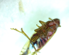 Stenocranus brunneus