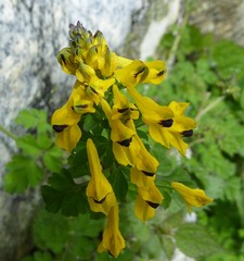 Corydalis cavei