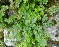 Corydalis cavei