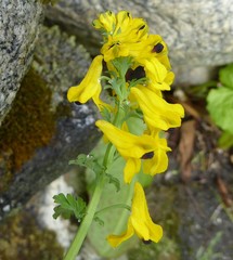 Corydalis cavei