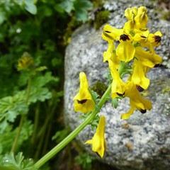 Corydalis cavei