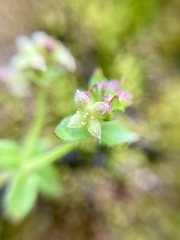 Galium praetermissum