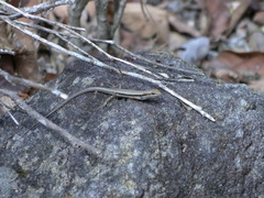 Trachylepis elegans