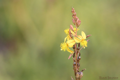 Bulbine filifolia