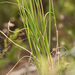 Bulbine filifolia - Photo (c) Marie Delport, algunos derechos reservados (CC BY-NC), subido por Marie Delport