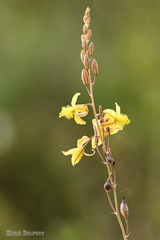 Bulbine filifolia