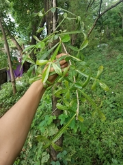 Crescentia alata