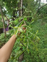 Crescentia alata