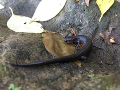 Plethodon dorsalis