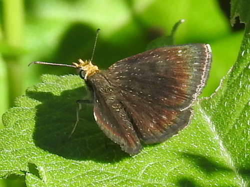 Golden-headed Scallopwing