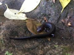 Plethodon dorsalis