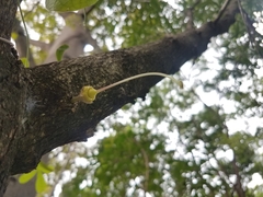 Crescentia alata