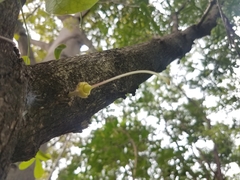 Crescentia alata
