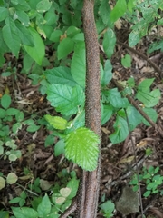 Crescentia alata