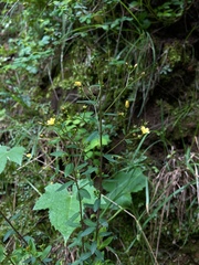 Linum orizabae