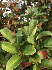 Viburnum odoratissimum