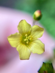 Linum orizabae