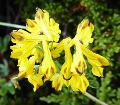 Corydalis cavei