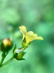Linum orizabae