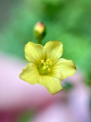 Linum orizabae