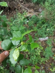 Malpighia