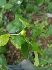 Malpighia