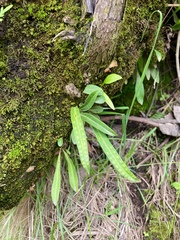 Pleopeltis polylepis